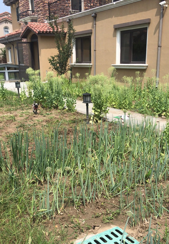 北京别墅花园代管理/拔草除草/翻土松土/种菜/植物浇水修剪/宠物看管