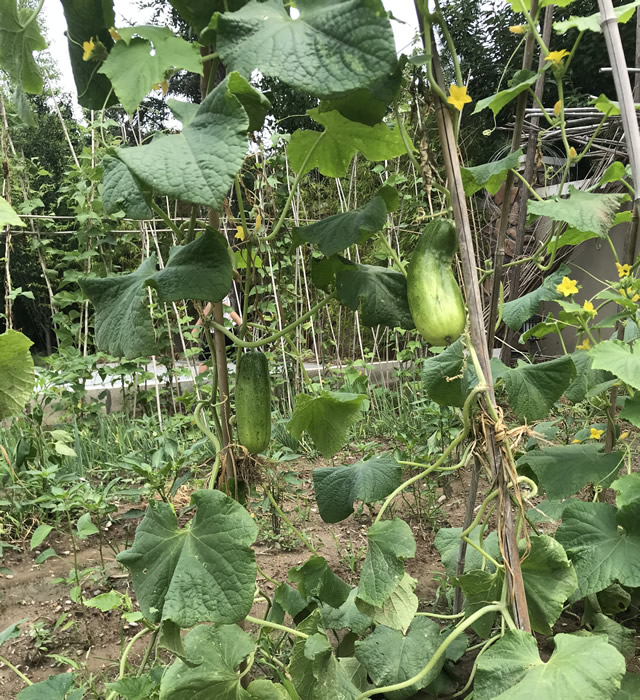 北京别墅花园代管理/拔草除草/翻土松土/种菜/植物浇水修剪/宠物看管