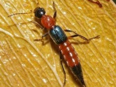 隐翅虫俗称“硫酸蚂蚁”到底是什么生物？它真的能让人毁容吗？