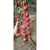 四平小西红柿苗 千禧小番茄西红柿苗