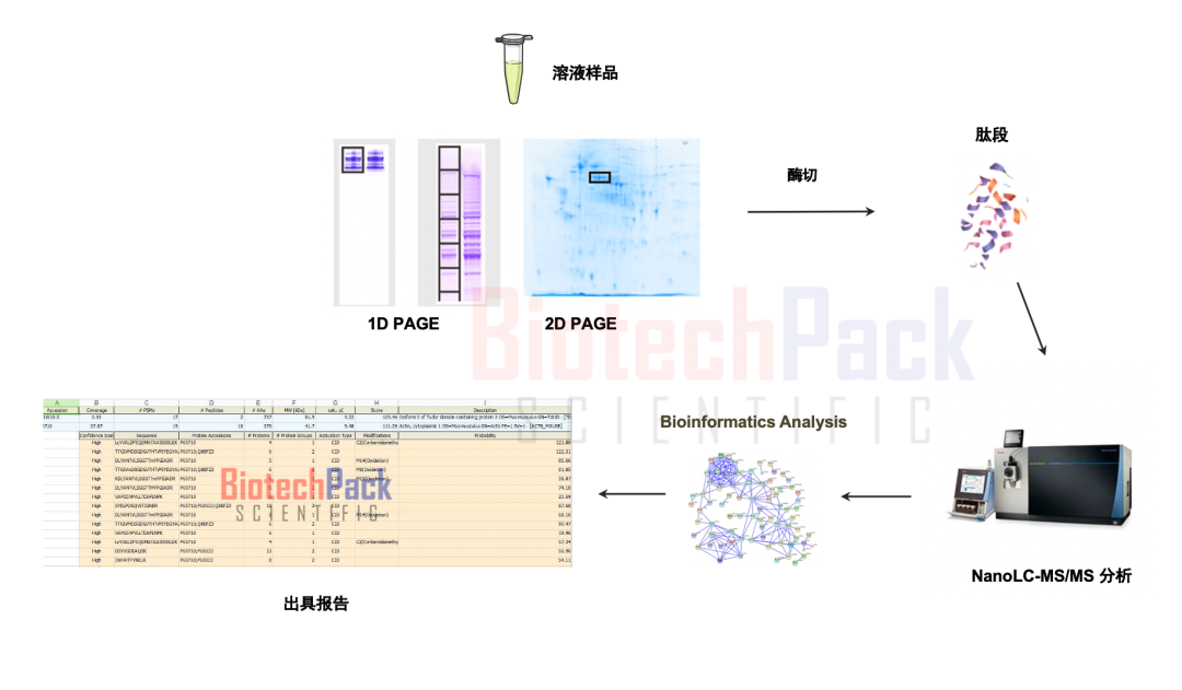 百泰派克基于质谱的蛋白鉴定示例