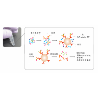 蛋白质相互作用分析