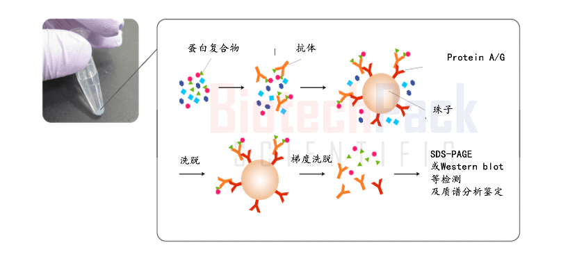 百泰派克蛋白质相互作用分析