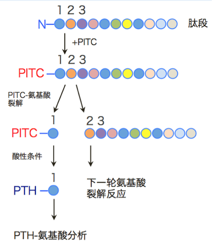 蛋白质表达起始于N端，蛋白质N端序列对于蛋白的功能、蛋白稳定性、以及在细胞中的定位都有着重要作用，因此蛋白质N端序列分析能为蛋白质功能、定位等研究提供重要依据。