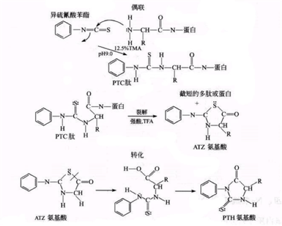 Edman降解法作为现有蛋白质样品N端序列测试的黄金标准，已得到广泛应用。但是在实际应用中，Edman降解法也有一定的局限。本文总结Edman降解测序原理和步骤，以及详细说明影响Edman降解测序的因素。