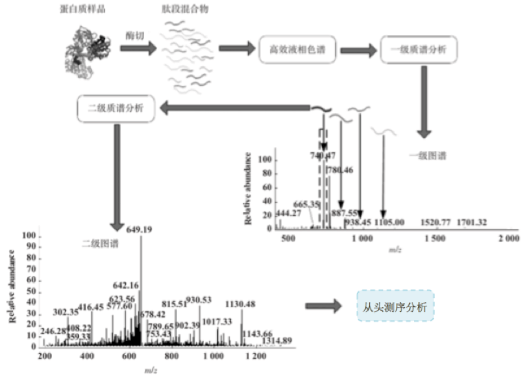 蛋白质从头测序法一大的特点就是可以不借助任何蛋白质或者DNA数据库信息，直接对蛋白质的序列进行分析。从头测序法可以应用于分析新物种的蛋白质序列，以及基因组未被测序的物种的蛋白质序列。