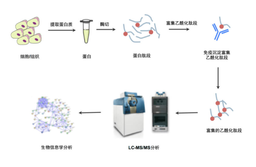 蛋白质翻译后修饰的作用主要是改变蛋白质的活性、定位或功能。通过蛋白质翻译后修饰也进一步增加了细胞通路机制和生命活动的多样性和复杂性。常见的蛋白质翻译后修饰包括磷酸化，乙酰化，糖基化，泛素化等。在这期我们就先来说说乙酰化。