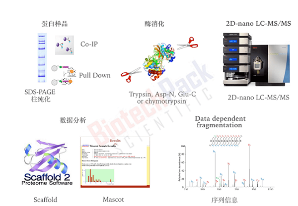 鸟枪法（shot-gun）LC-MS的蛋白鉴定流程