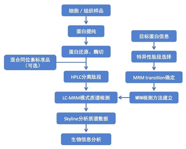 MRM-PRM定量蛋白组学分析实验流程2