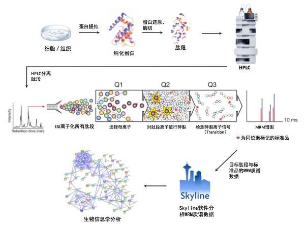 MRM-PRM定量蛋白组学分析实验流程