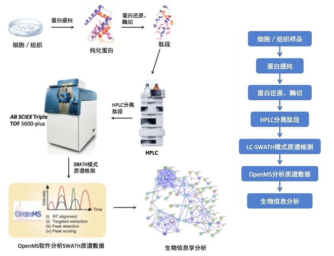 SWATH定量蛋白组学服务技术平台