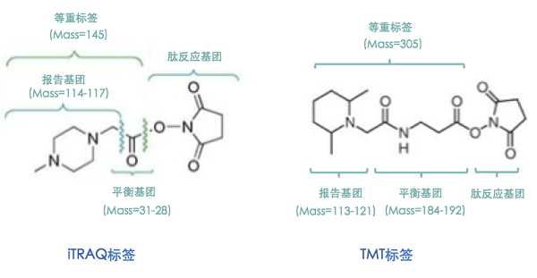 iTRAQ和TMT标签结构图